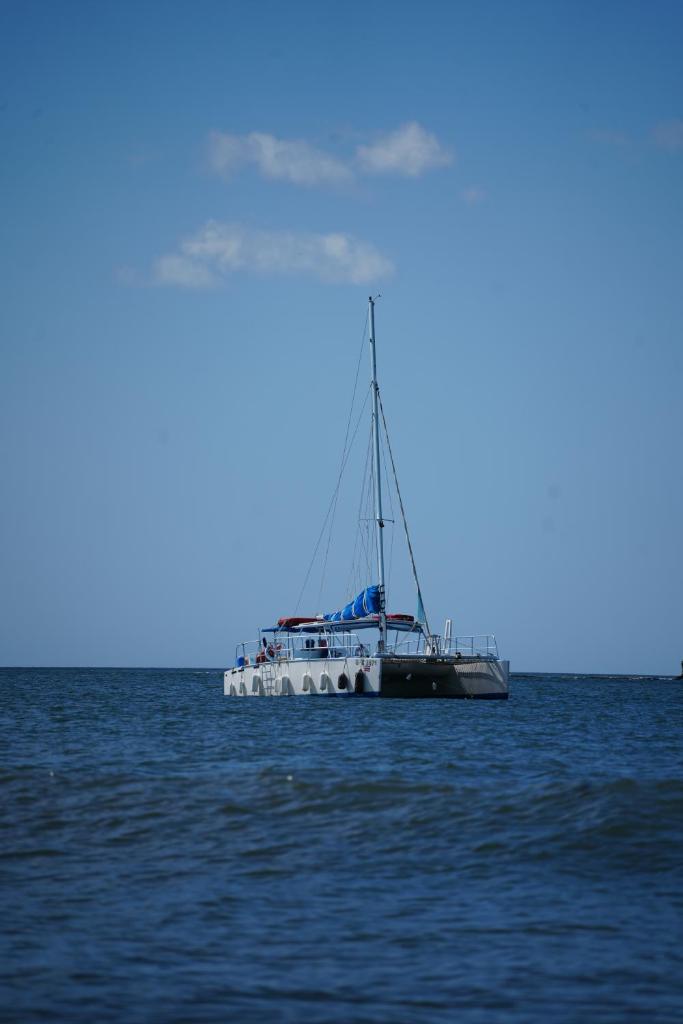 Public Blue Dolphin Sailing