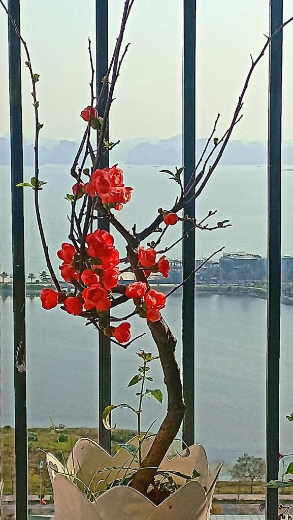 The Wonder Bay Halong studio