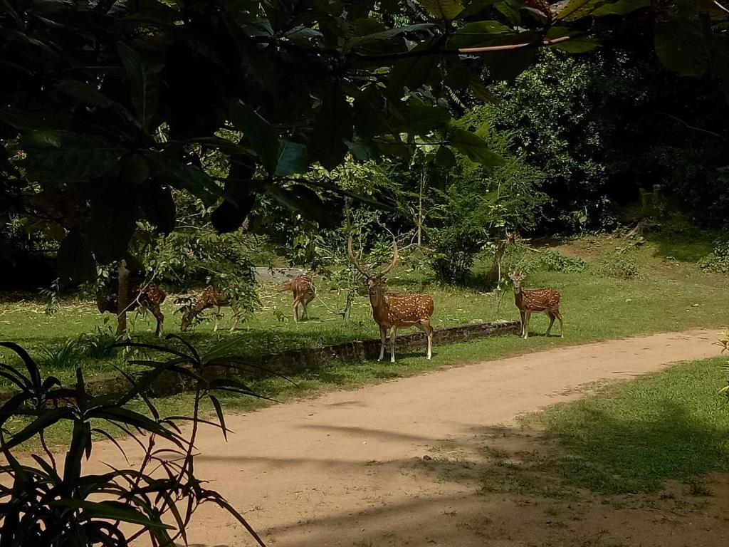 Deer Garden Guest photo 1