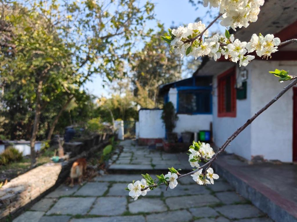 Turiya niwas Kasar Devi photo 3
