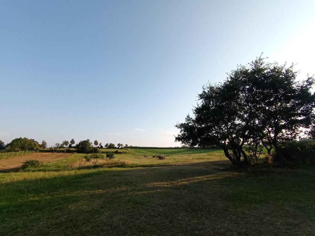 La dolce vita Camp photo 1