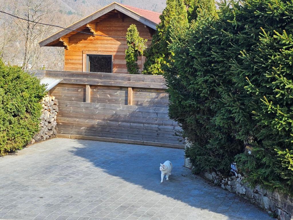 Bois des Alpes photo 2