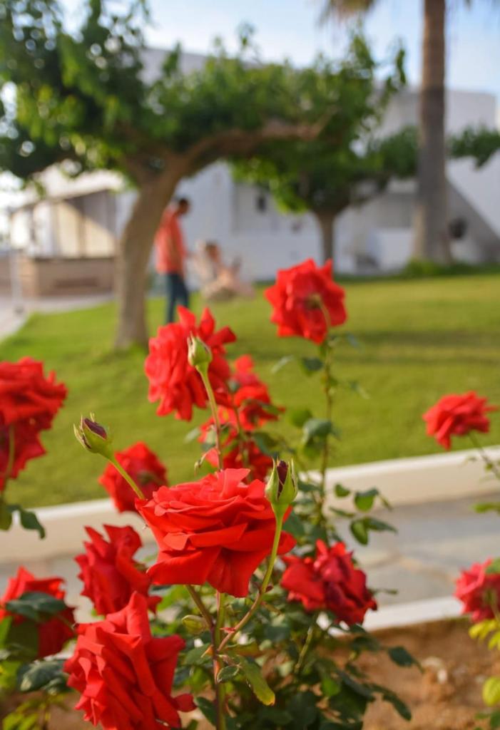 Adele Resort photo 4