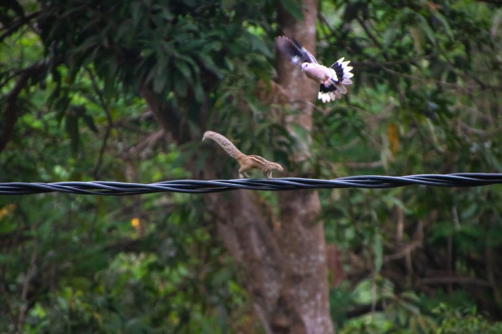 Villa kandupamula photo 3