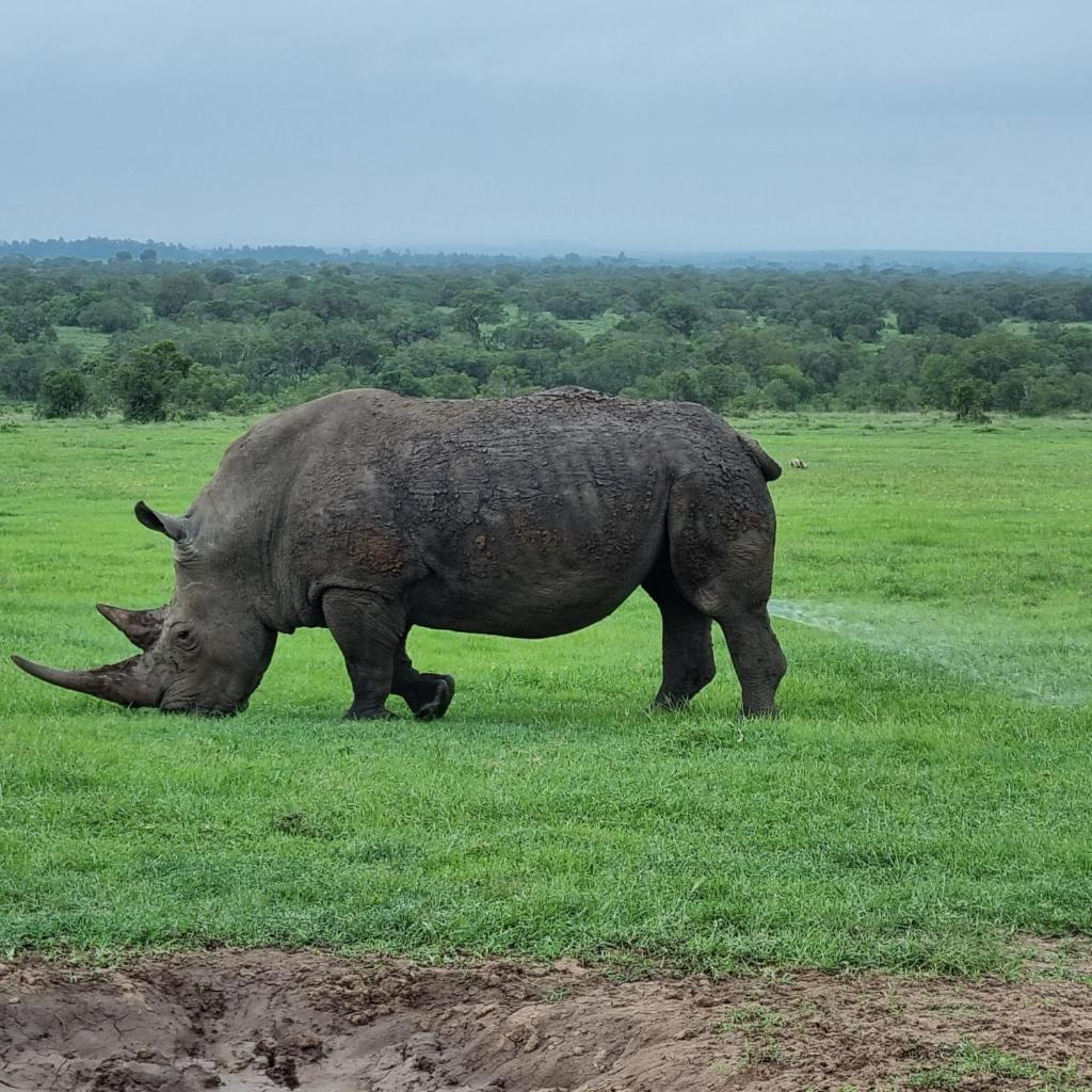 Dan Maasai Mara safari camp photo 4