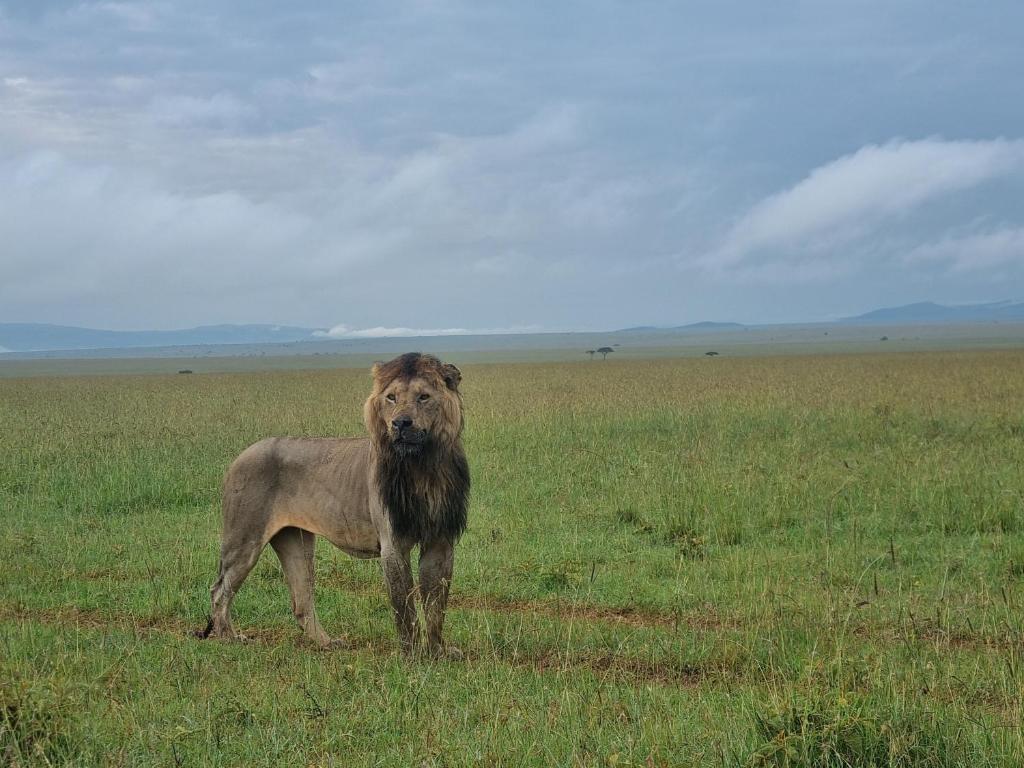 Dan Maasai Mara safari camp photo 2
