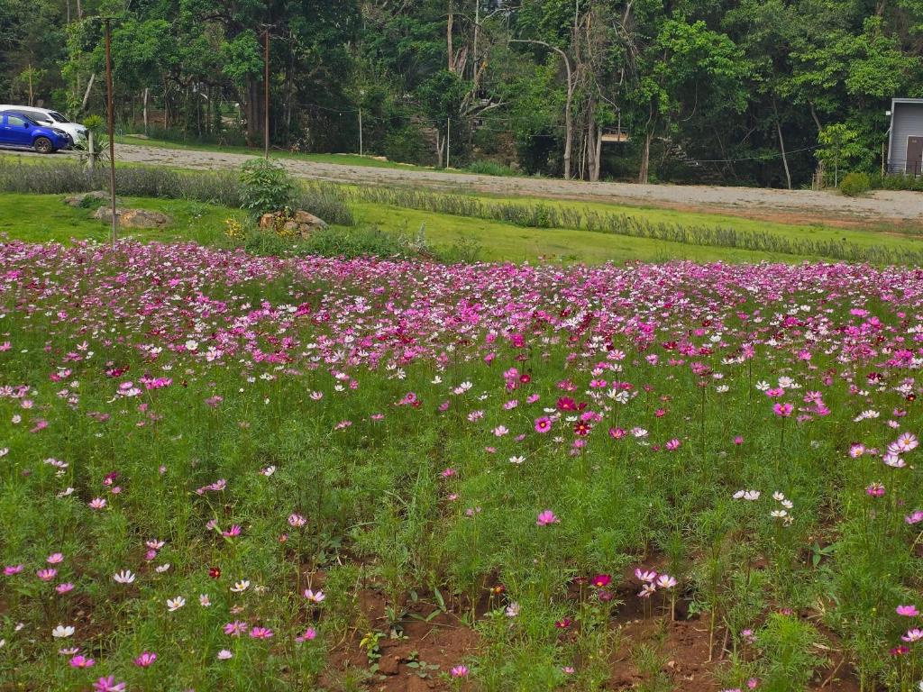 River hill khaoyai camping photo 1