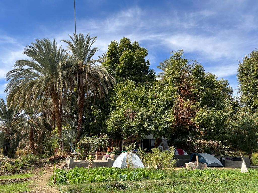 Salatoos Mango Camp