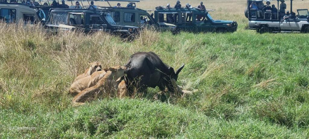 Dan Maasai Mara safari camp photo 1