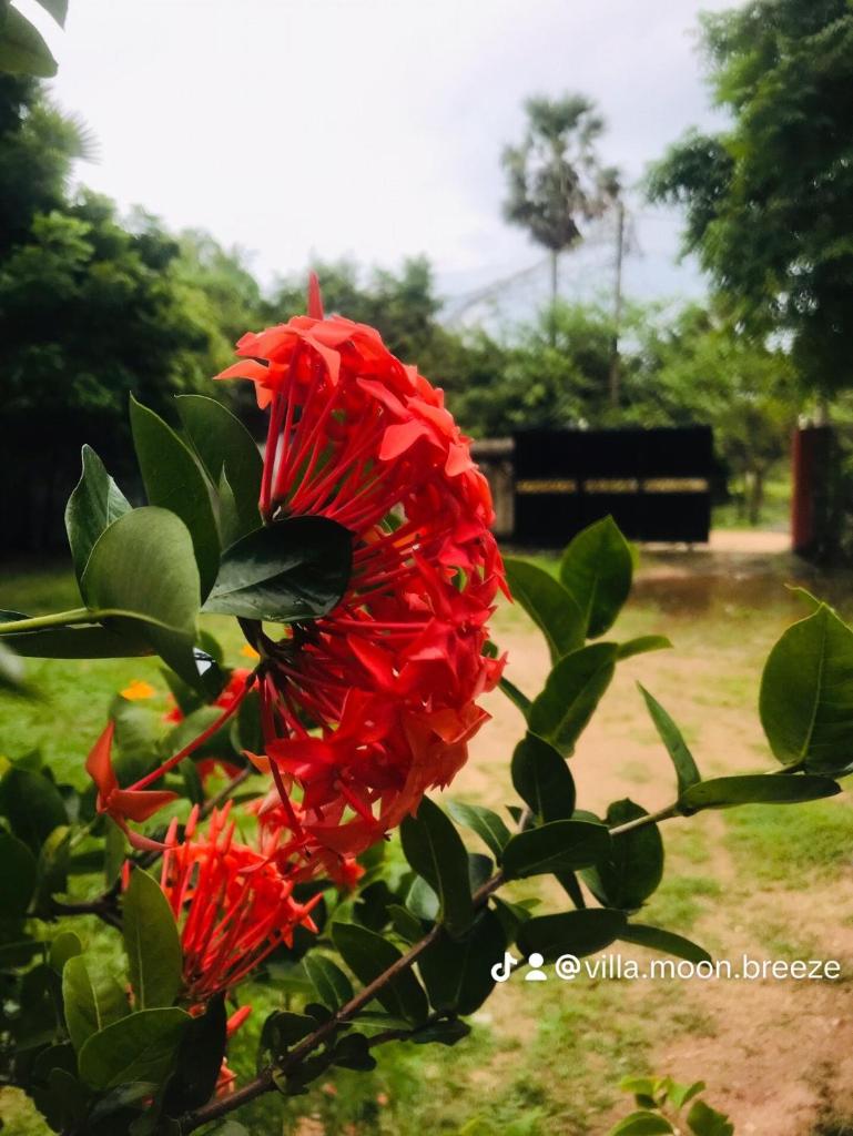 Villa Moon breeze Nilaveli photo 4