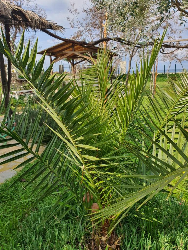 Doukas by the Sea-Little Paradise-Beachfront photo 4