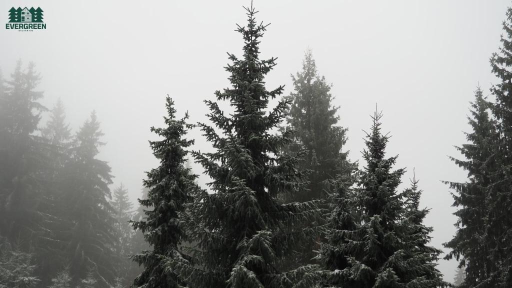 Evergreen Balvanyos photo 3