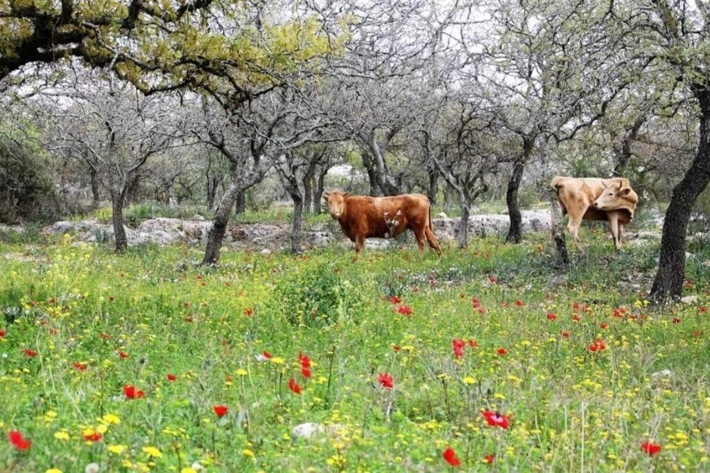 בית גלילי על נוף פסטורלי photo 3