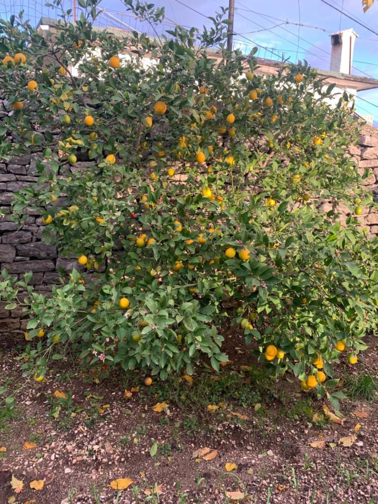 Kubeja Guest House photo 2
