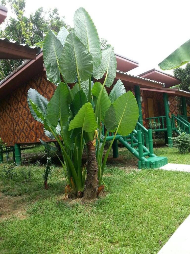 Двухместный (Двухместный номер с 1 кроватью, вид на сад), The Royal Bamboo Lodge