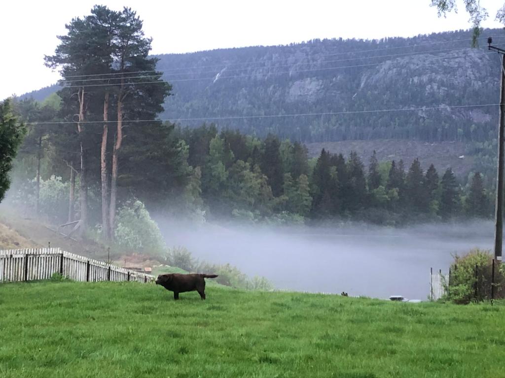 Sommerstad photo 4