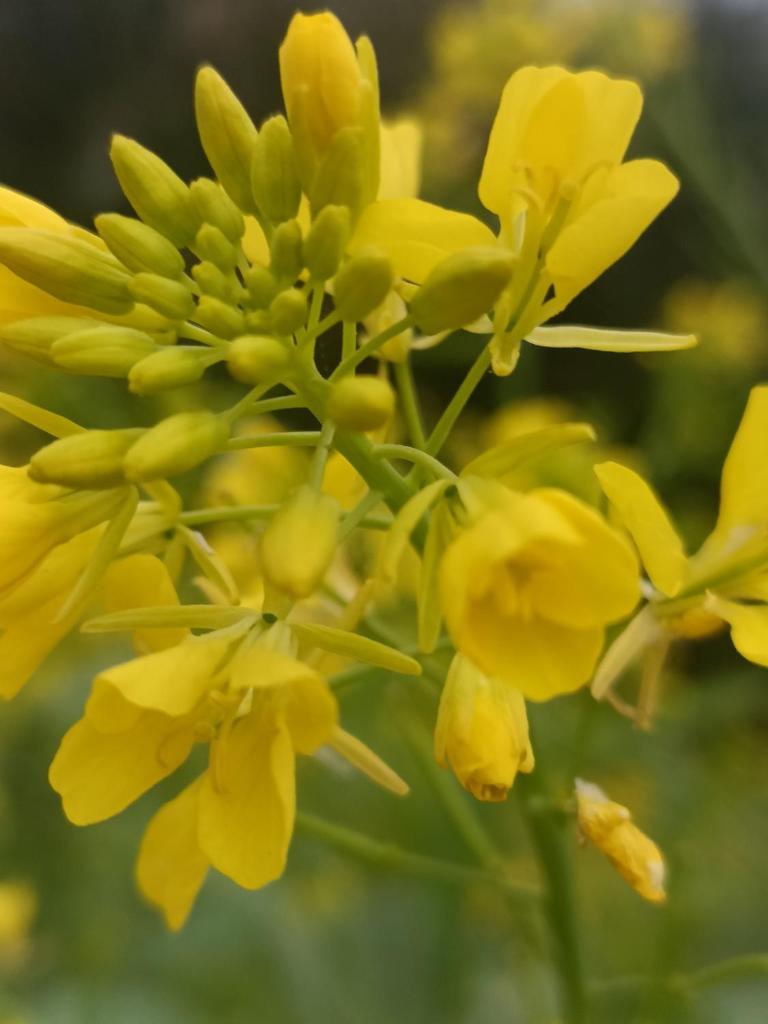 Mao Sapa trekking and homestay