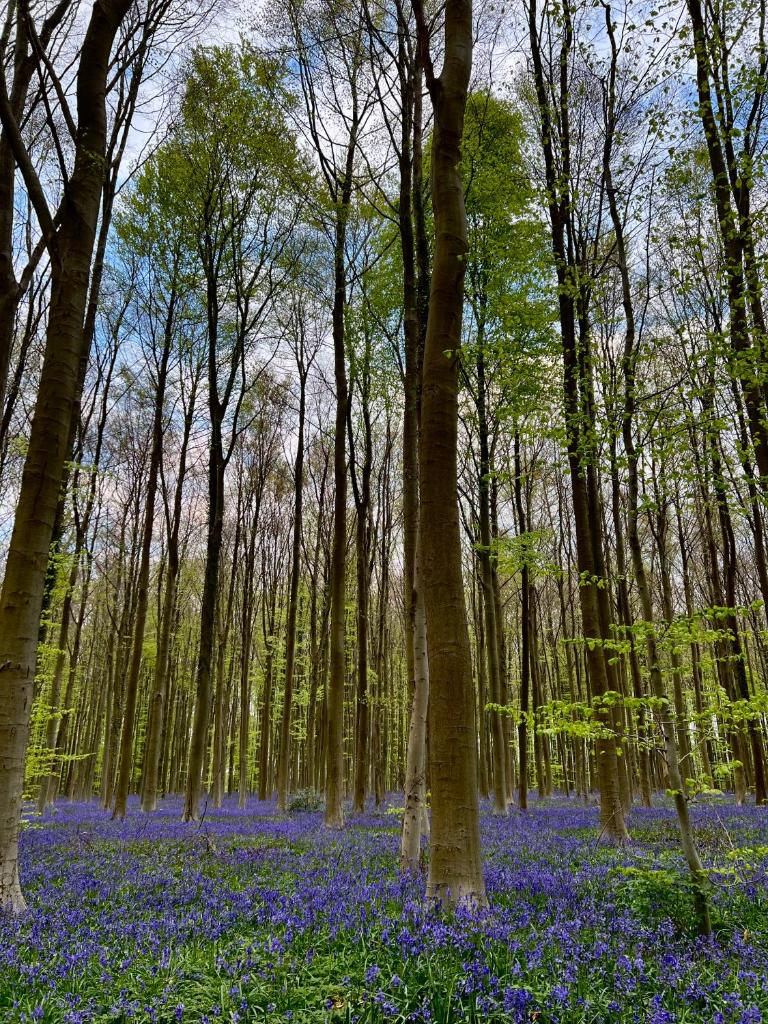 Bois de Hal photo 1