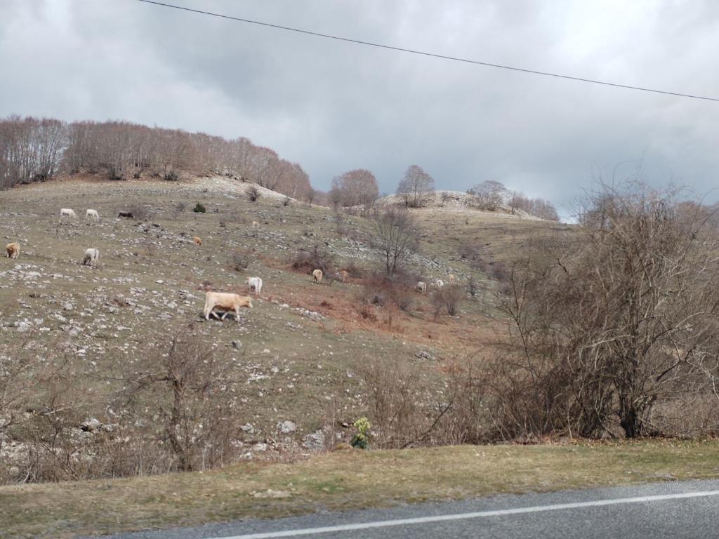 Piccola livata photo 2