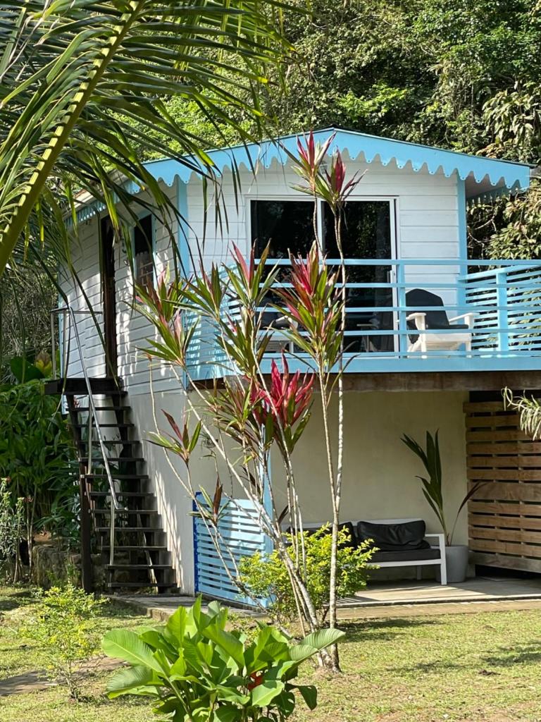 Dolphin Blue Paradise photo 2