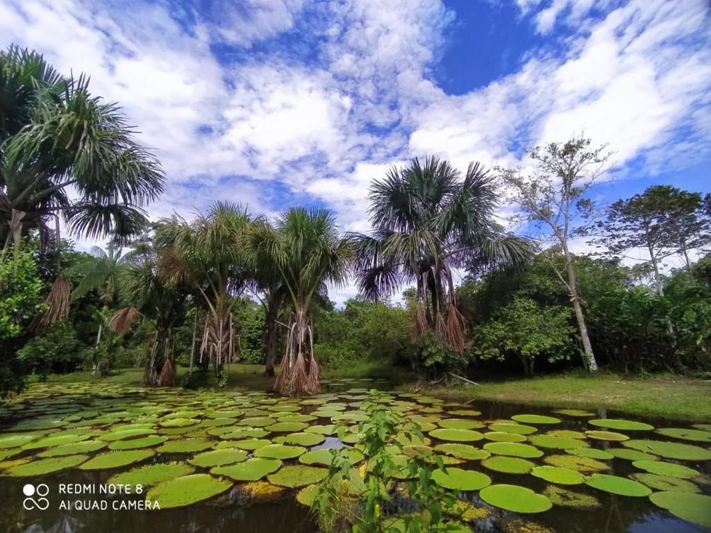 Bromelia Flower Lodge Iquitos