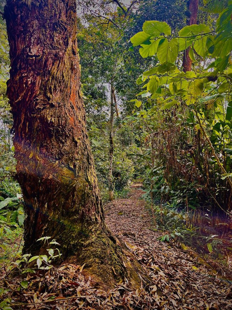 BooHouse - A Wild Cabin in Colombia photo 3