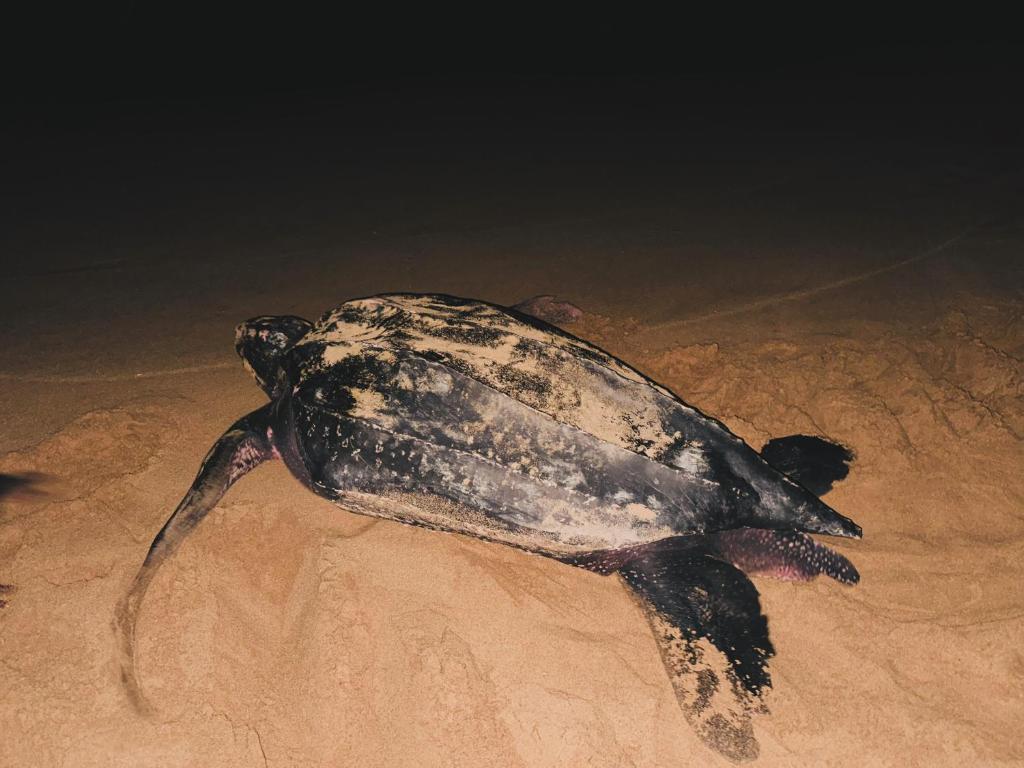 Shine Wave Turtle Beach photo 4