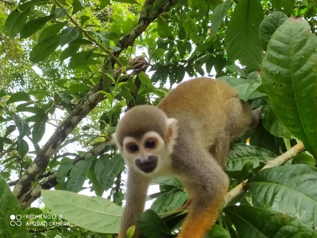 Bromelia Flower Lodge Iquitos photo 2