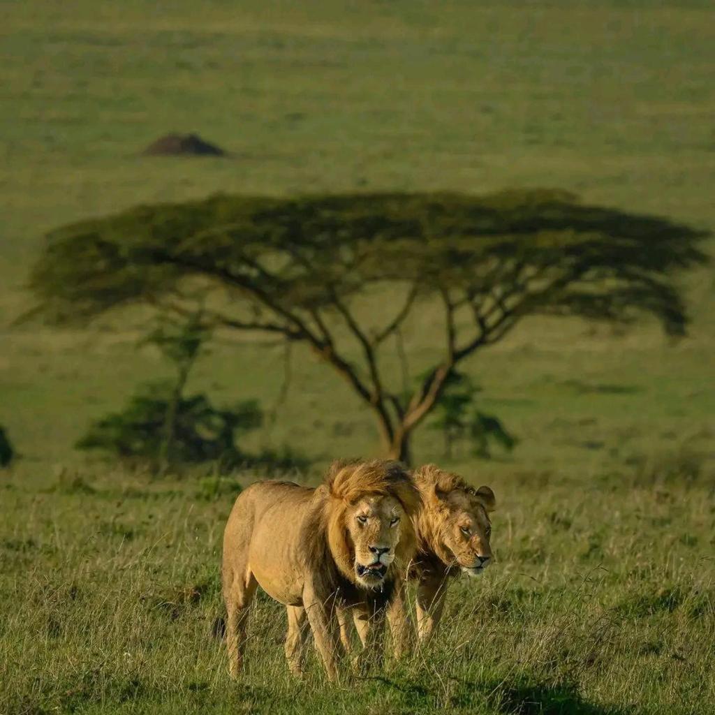 ilkerin camp maasai mara photo 3