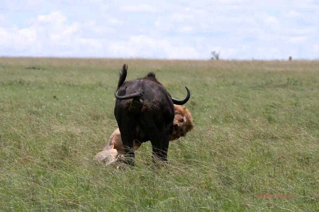 ilkerin camp maasai mara photo 2