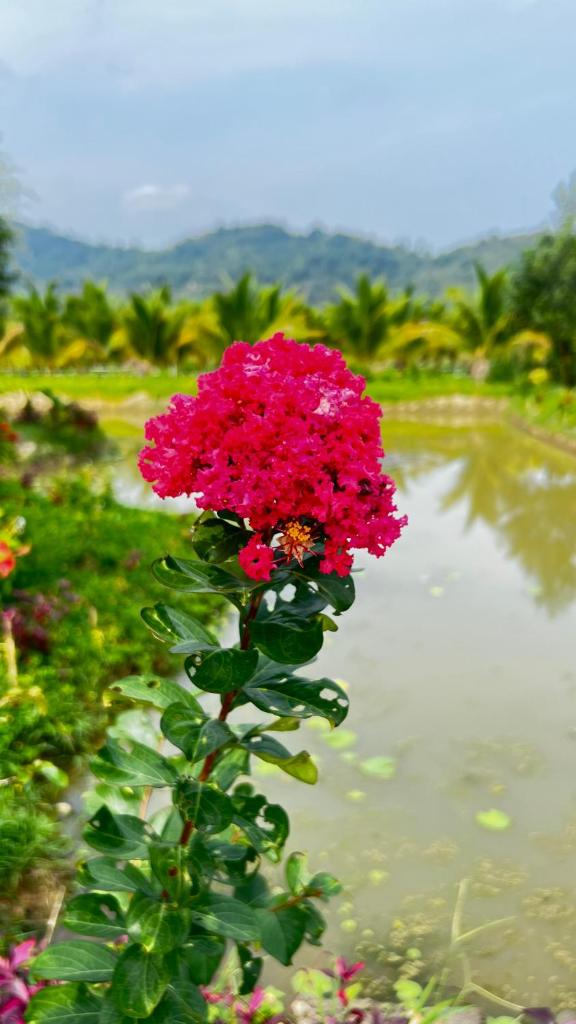 Homestay Dream hill photo 4