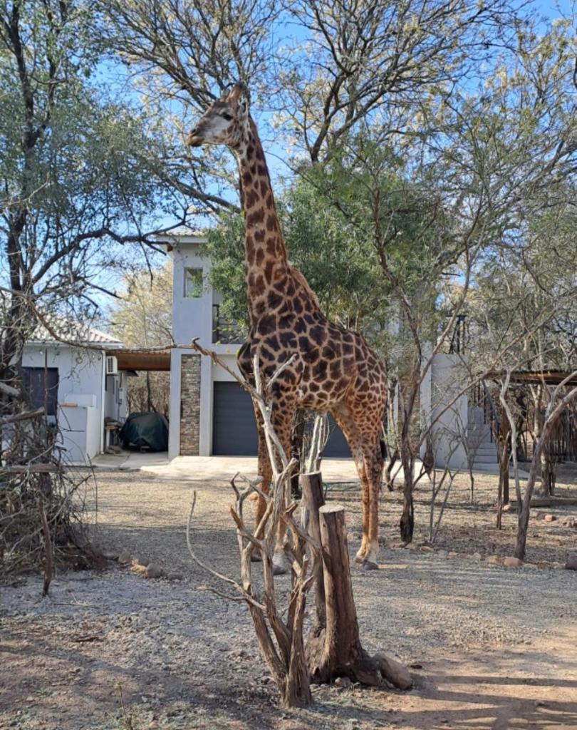 Giraffe Studio @ Kruger photo 4