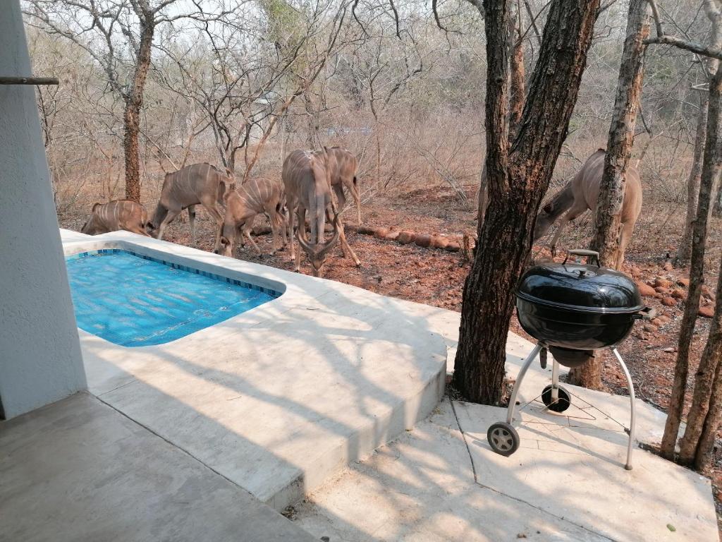 Bushbuck Rest photo 3