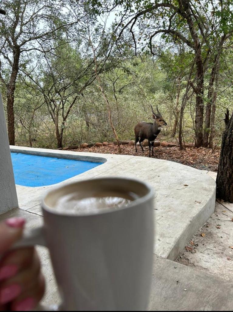 Bushbuck Rest photo 4