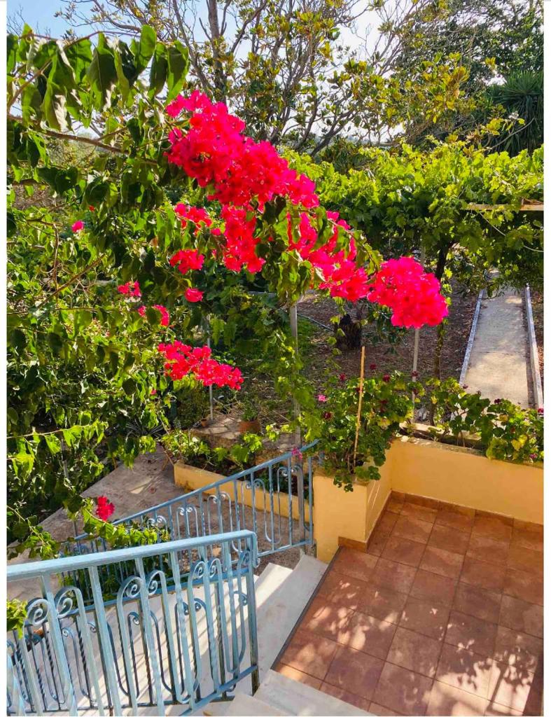 Villa Grape photo 2