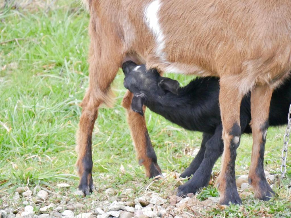 BIWAK Na Sygulnej Przywieź namiot photo 2