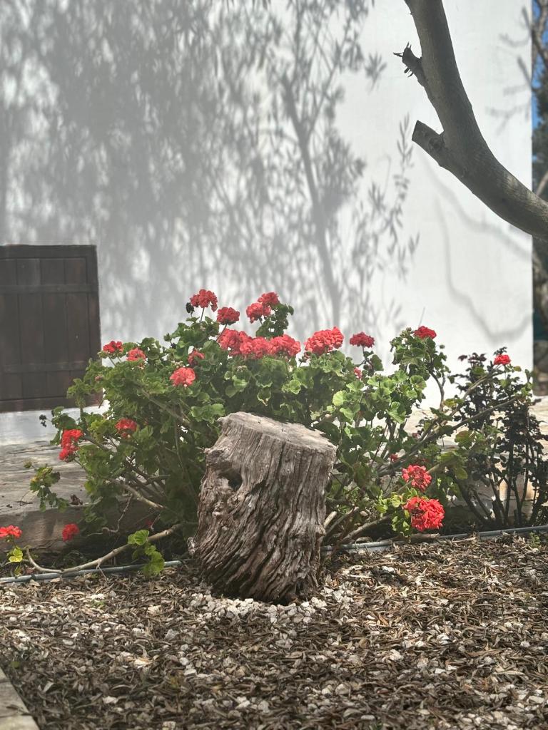 DROUSHIA CORNER HOUSE photo 3