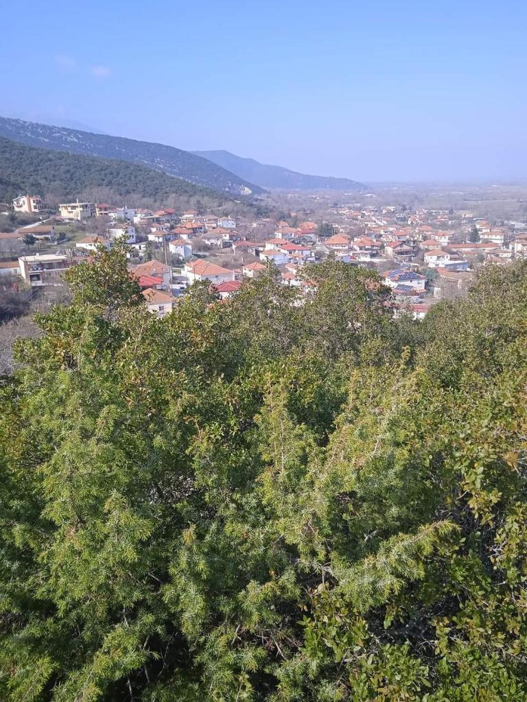 Bella Gaia photo 2