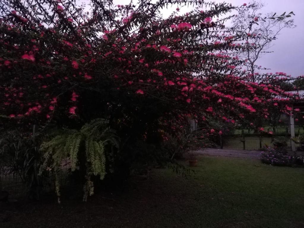 Paraíso Verde photo 1