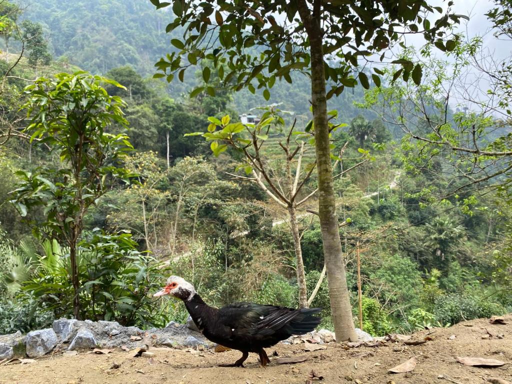 Bikki jungle homestay