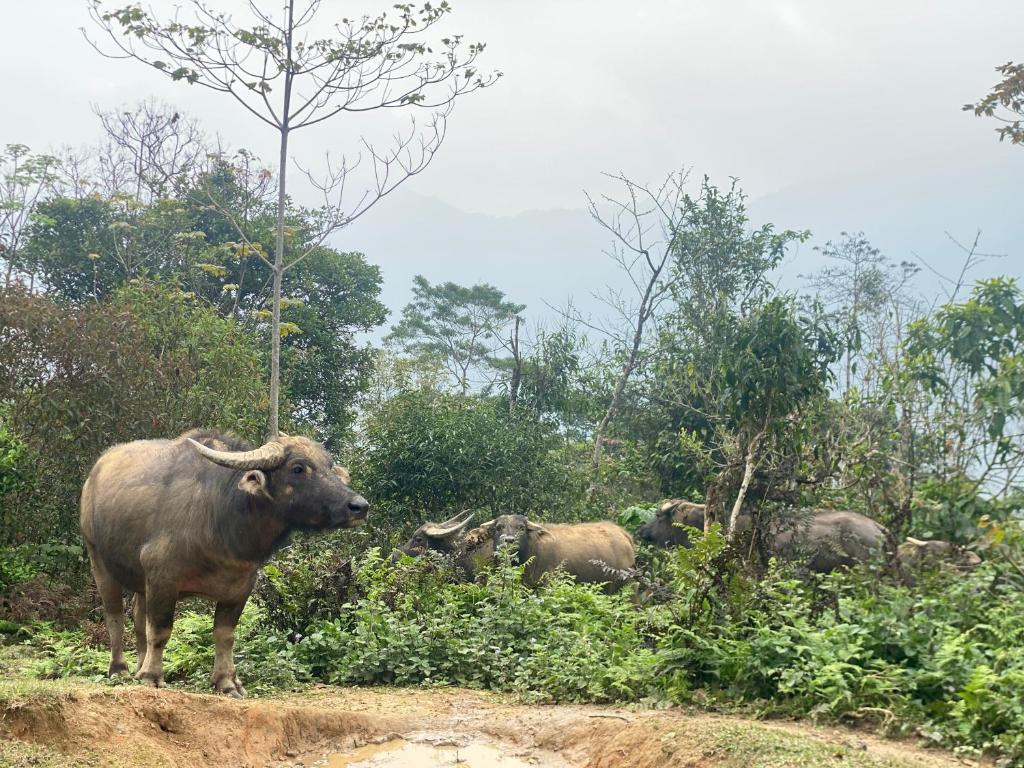 Bikki jungle homestay