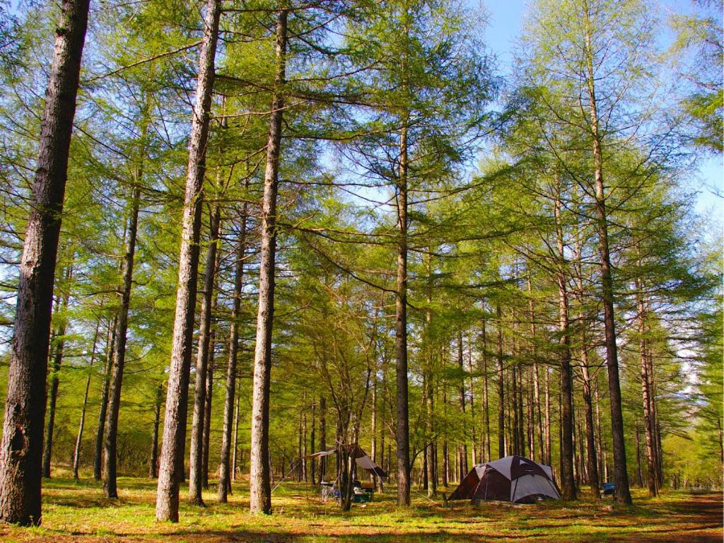 Concierge's custom-made unique Japan activity and camping in forest photo 3