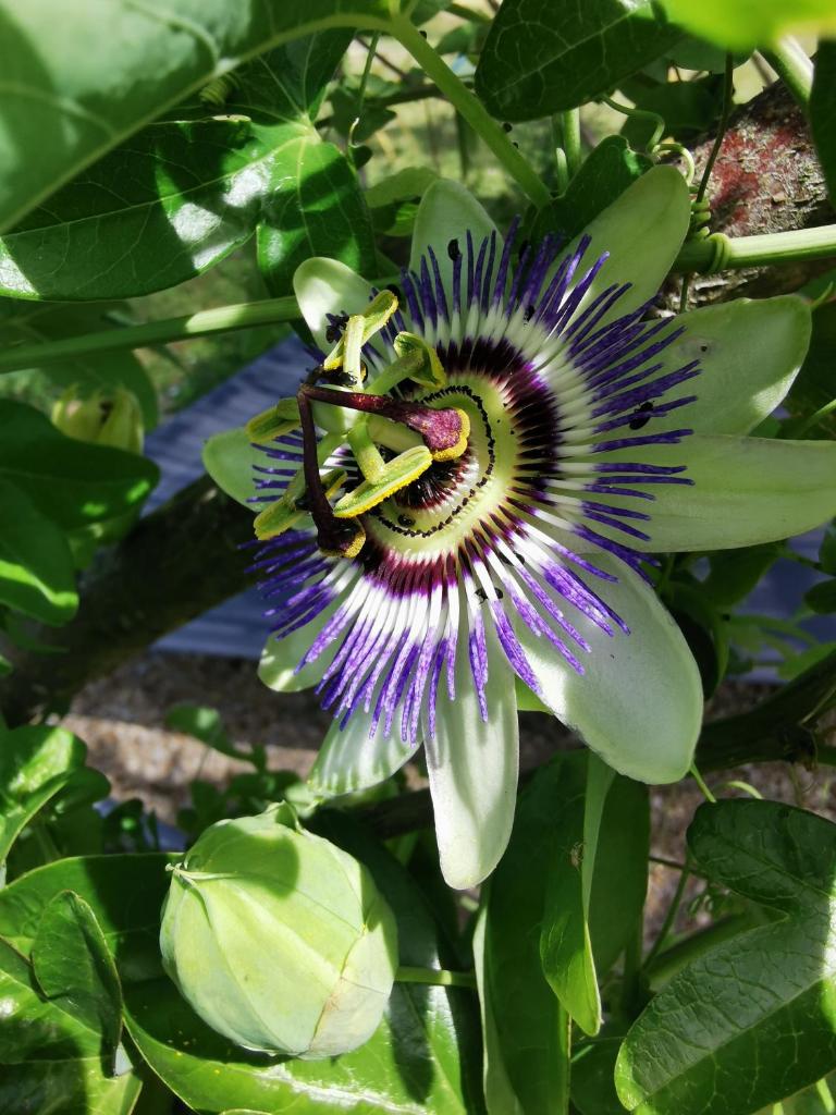 La bulle des champs photo 3