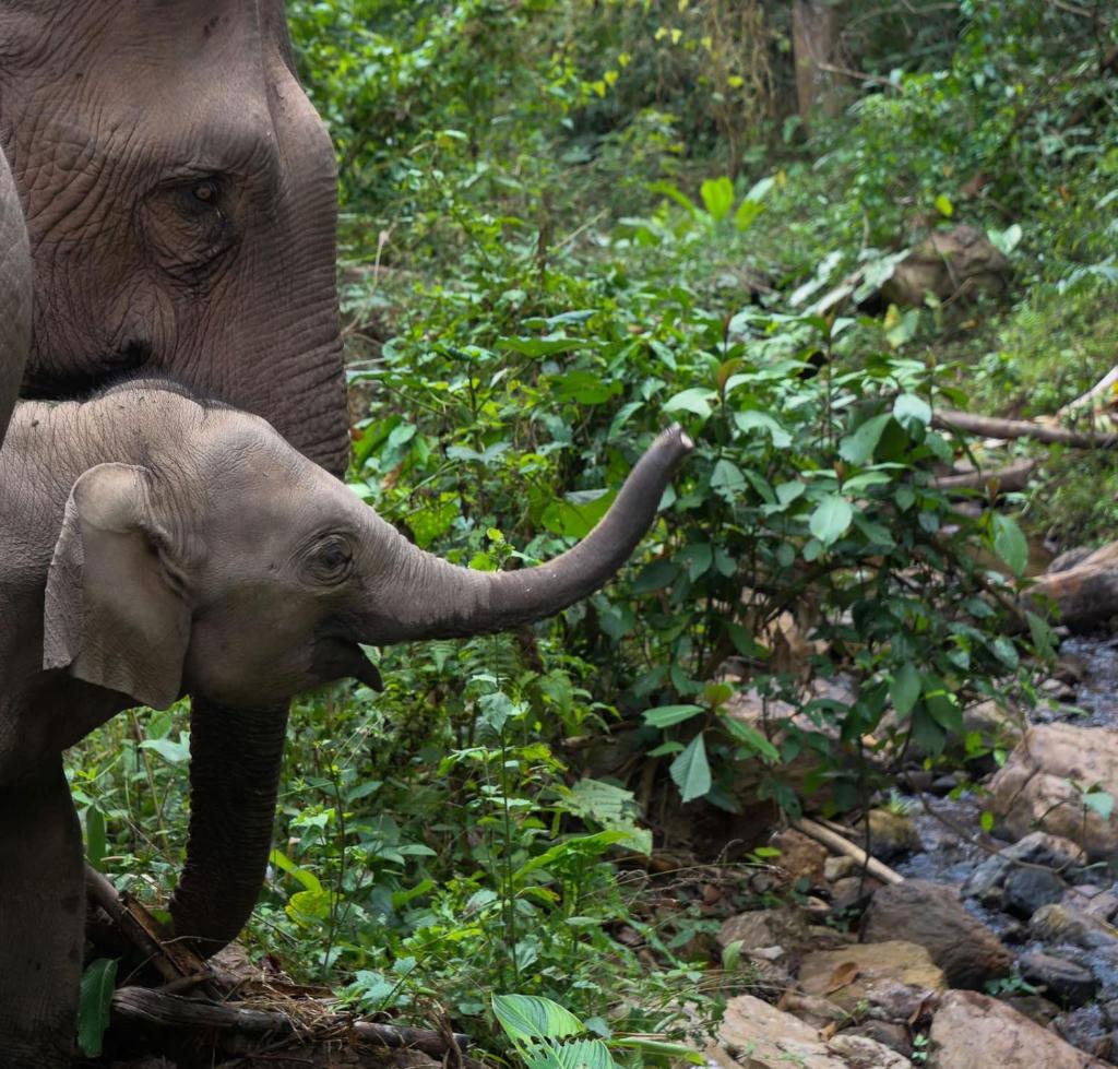 Lao Elephant Home