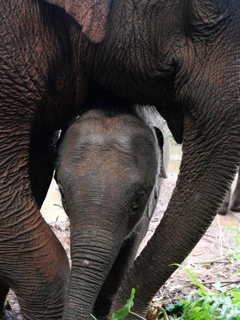 Lao Elephant Home photo 3