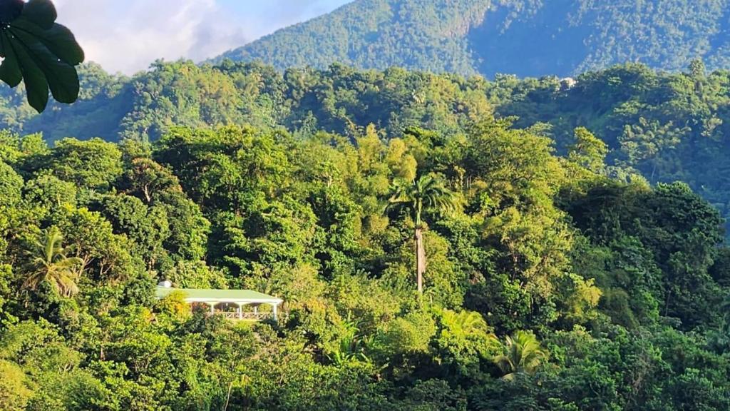 Aura Dominica photo 1