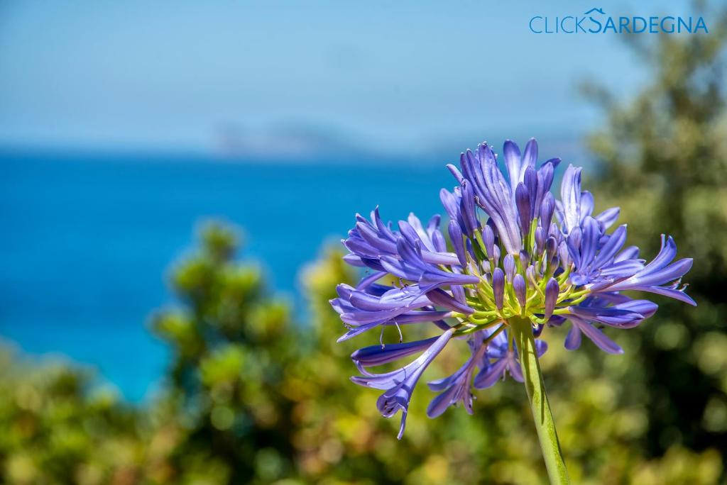Alghero Villa Barranch with sea view swimming pool for 6 people photo 3