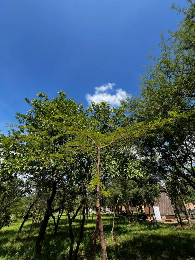 Amarula Tree Hotel Mikumi photo 2