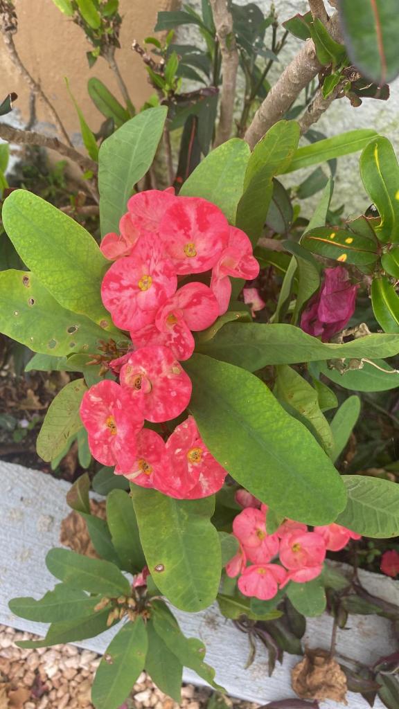Guasimal Recreational House photo 1
