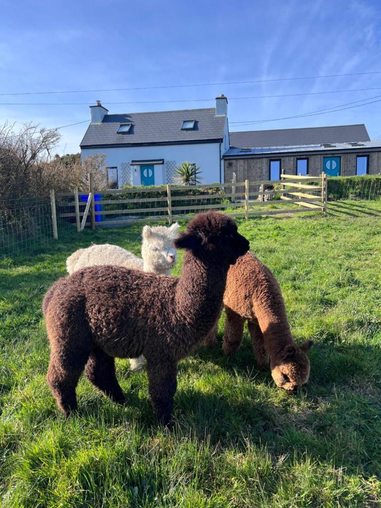 Wild Wild West Holiday Cottages photo 2